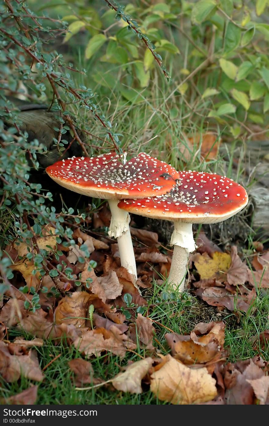 Two fly agarics