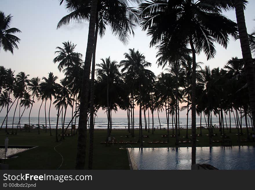 Silhouette Of Coconut Tree