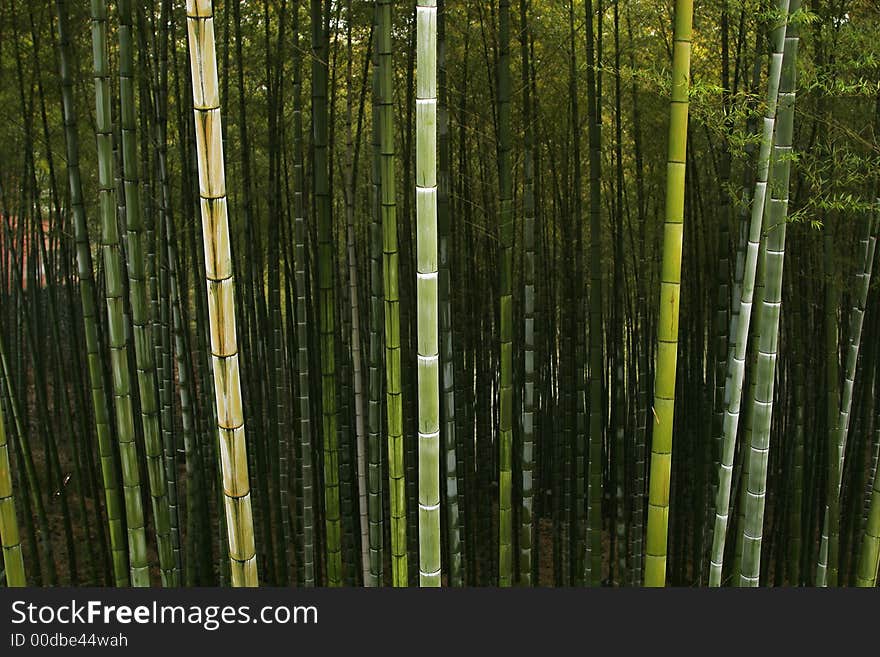 Bamboo forest in Sichuan province,China. Bamboo forest in Sichuan province,China