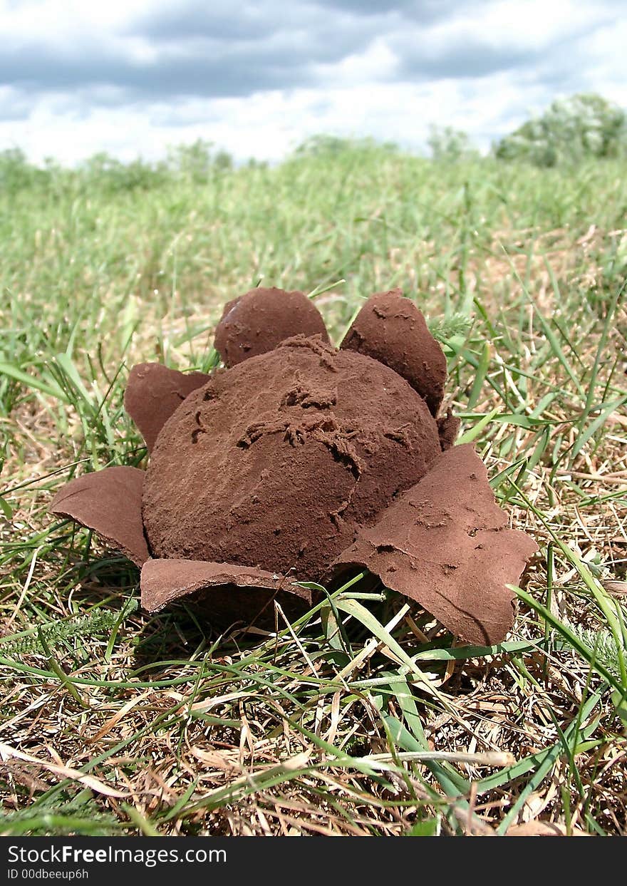 The brown mushroom having the form of a star, shooting disputes, grows on a green grass. The latin name of a kind of a mushroom - Astraeus hygrometricus. The brown mushroom having the form of a star, shooting disputes, grows on a green grass. The latin name of a kind of a mushroom - Astraeus hygrometricus