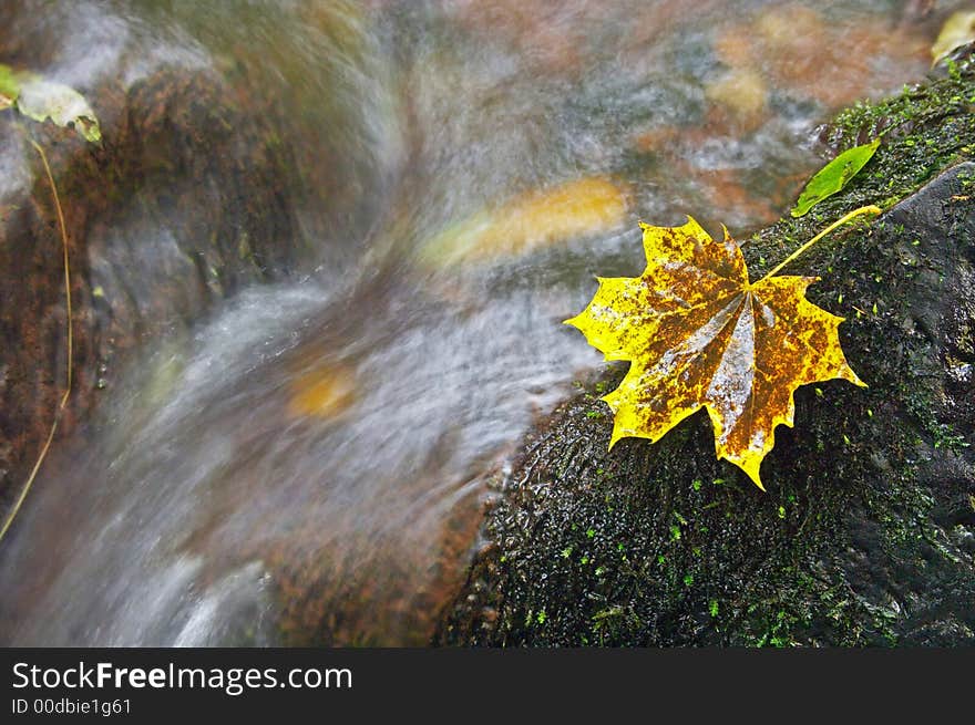 A maple leaf on a rock in the river. A maple leaf on a rock in the river