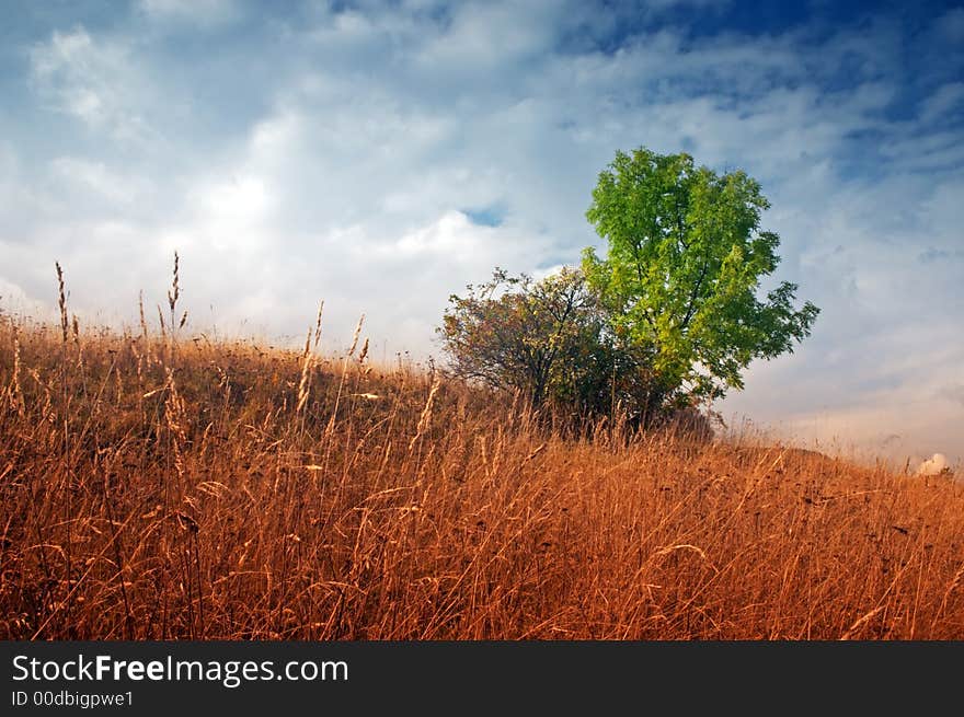 Summer Landscape