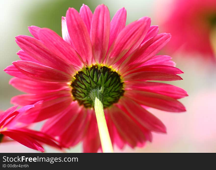 Close-up of a Pink Daisy. Close-up of a Pink Daisy.