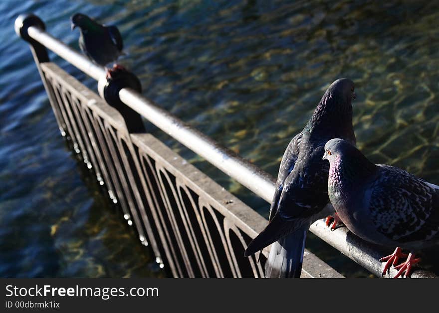 A Row of Birds. Concept Chilling out. A Row of Birds. Concept Chilling out.