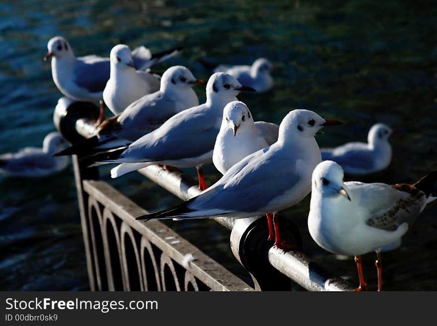 A Row of Birds. Concept Chilling out. A Row of Birds. Concept Chilling out.