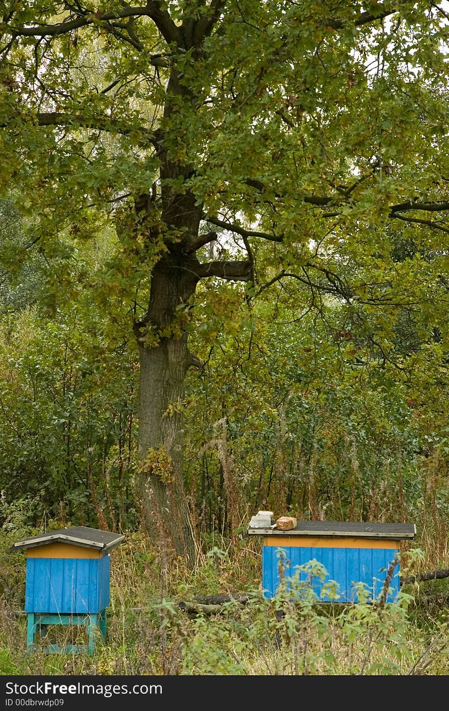 Beehives in the garden by the forest