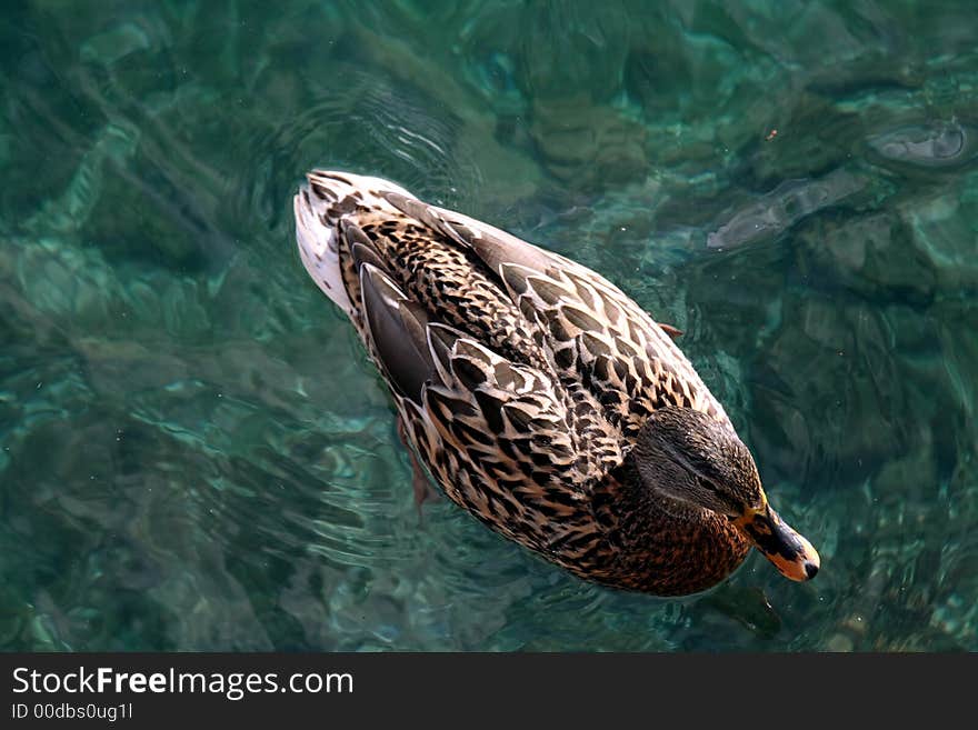 Young Duck in a Lake