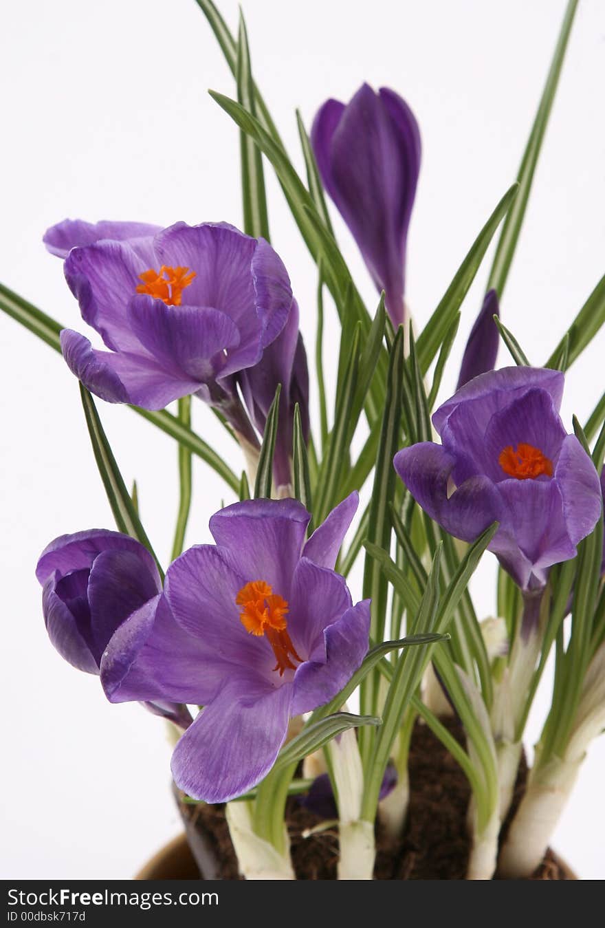 Violet crocus on white background