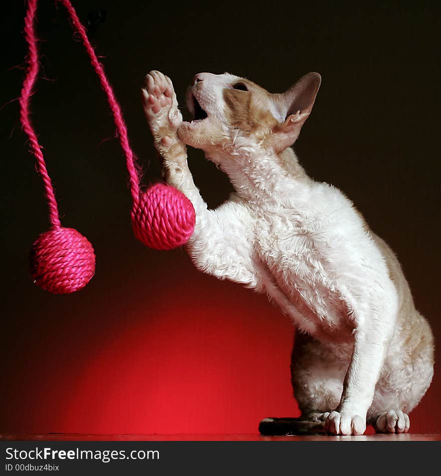 Just cat in a studio. Just cat in a studio