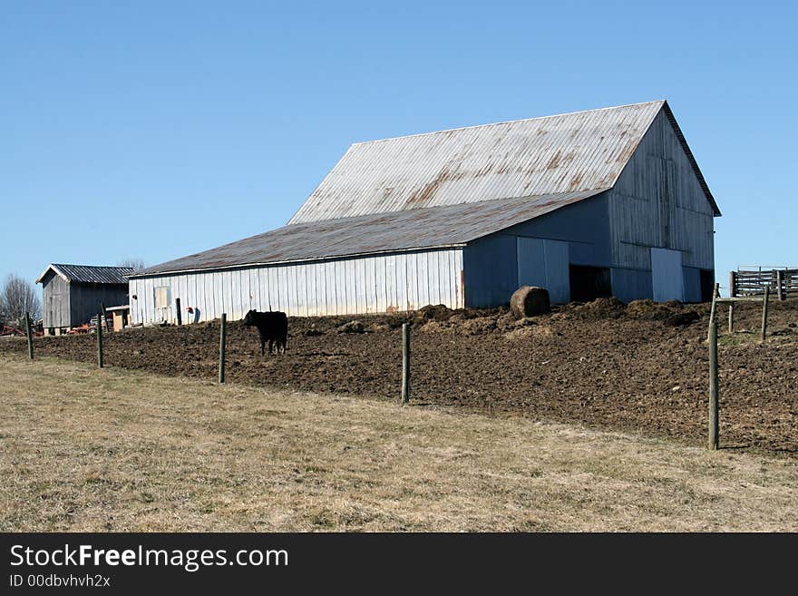 Barn and cow scene in Kentucky area. Barn and cow scene in Kentucky area