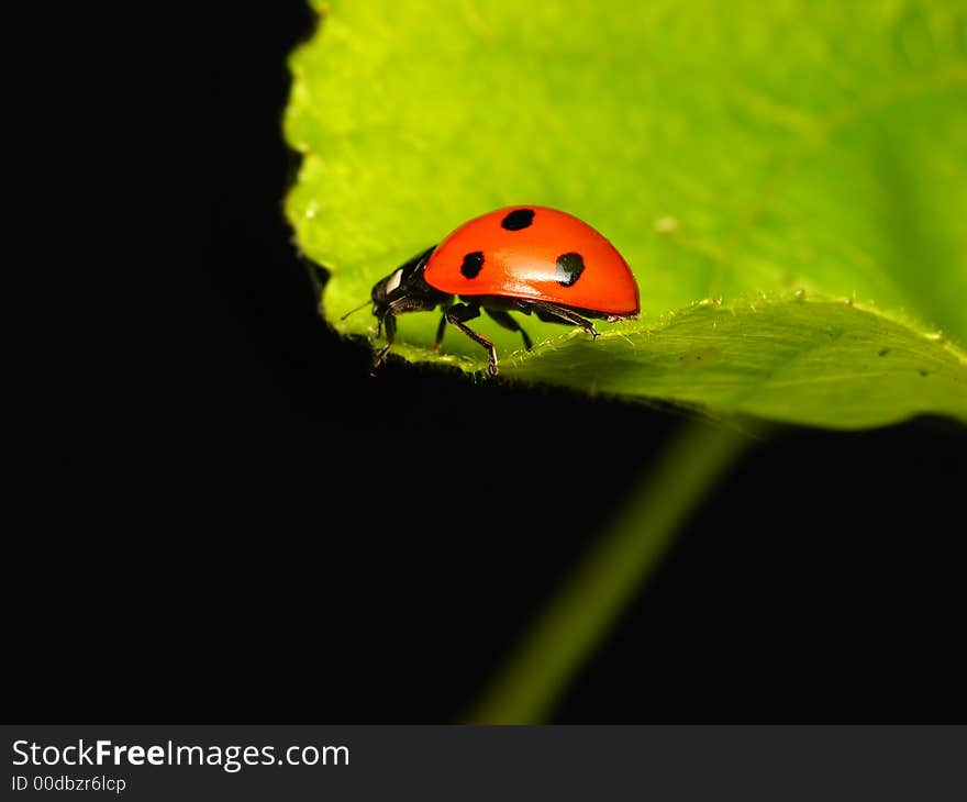 Ladybug / ladybird on green leaf