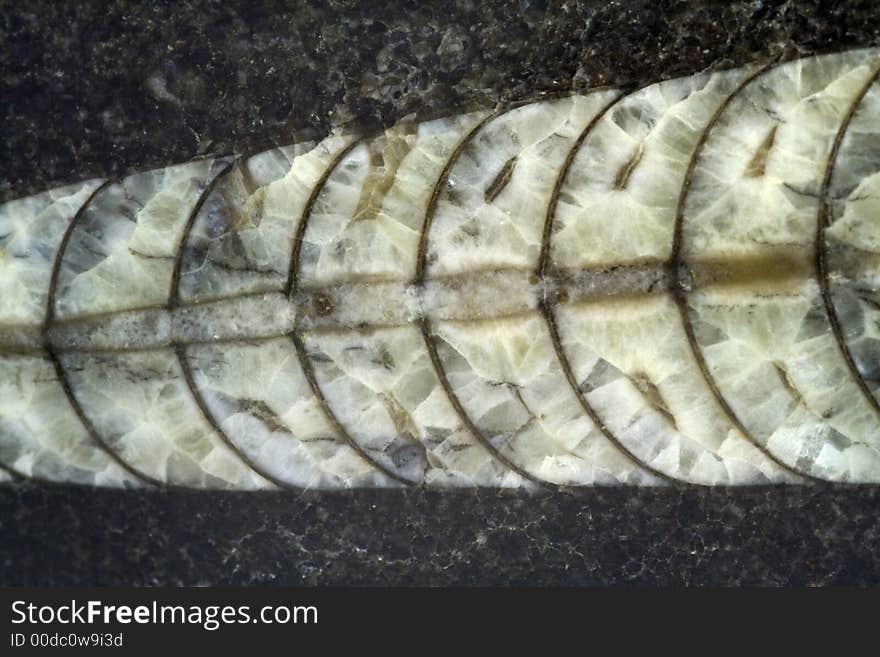 Fossil of ancient cephalopod, it a very similar a actual cuttlefishes