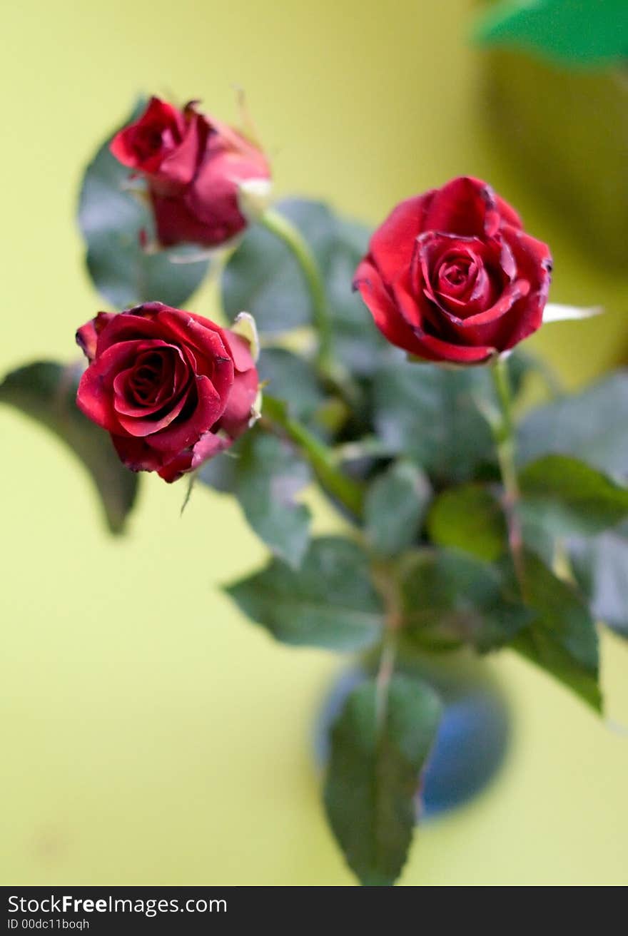 Bouquet of three dark red roses in small blue vase, close shot. Bouquet of three dark red roses in small blue vase, close shot