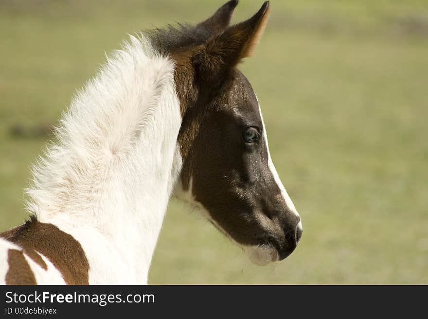 Baby Horse