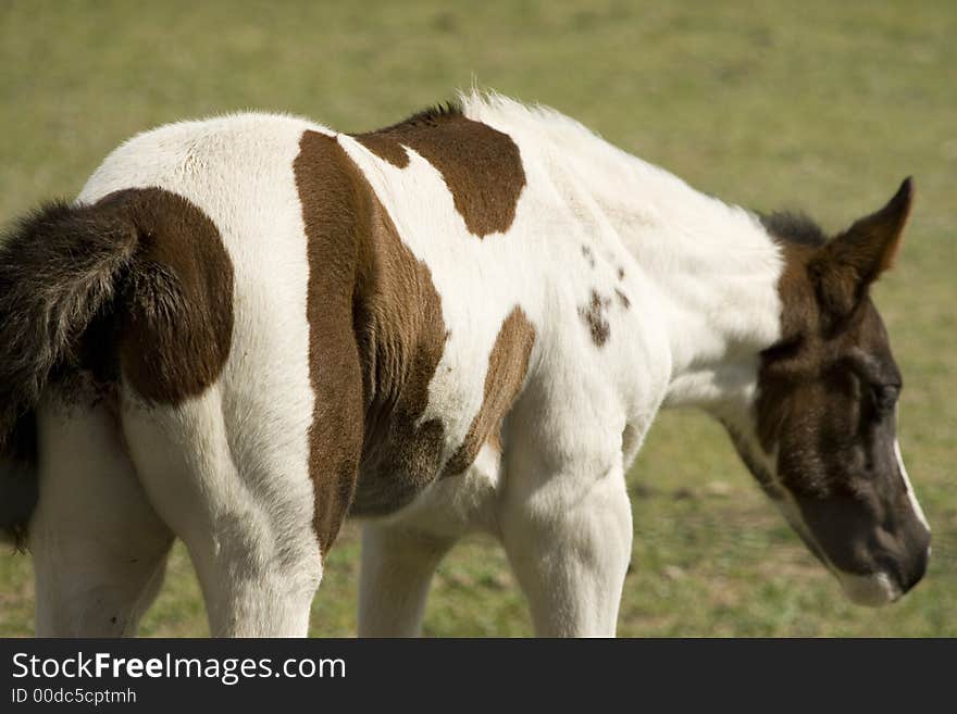 Baby Horse