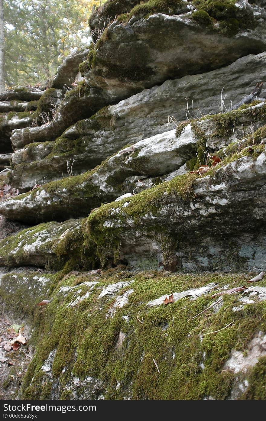 Moss Covered Wall