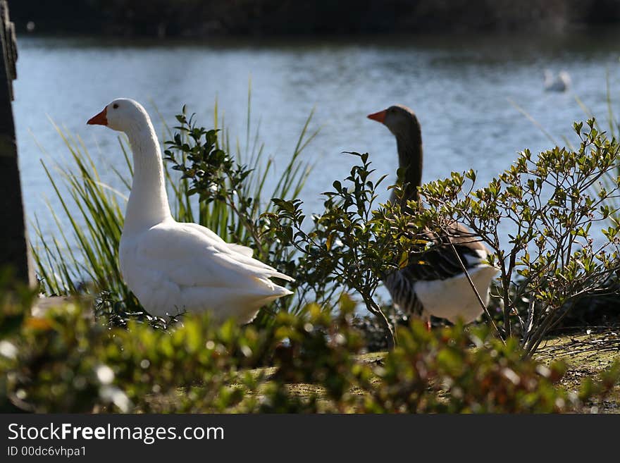 Geese At Lake