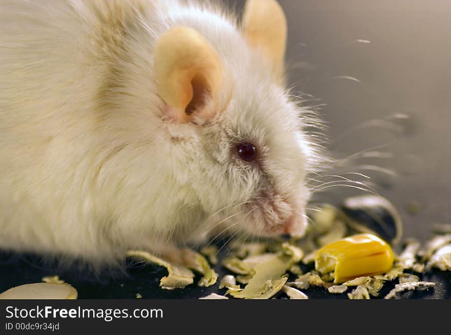 White and brown mouse feeding on pumpkin seeds and corn. White and brown mouse feeding on pumpkin seeds and corn.