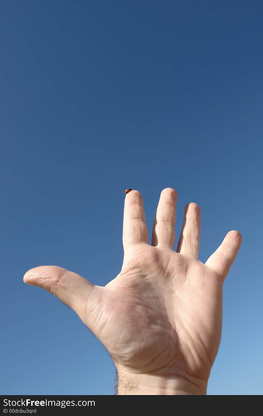 Hand on sky, small ladybug climbs on finger, up to the top. Hand on sky, small ladybug climbs on finger, up to the top