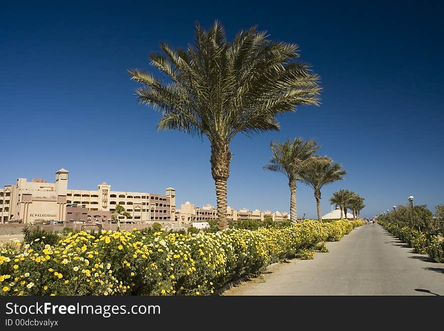 Alley lined with palm trees.