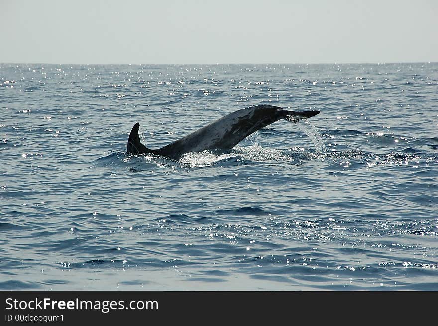 Dolphins in the Azores swimming for tourists