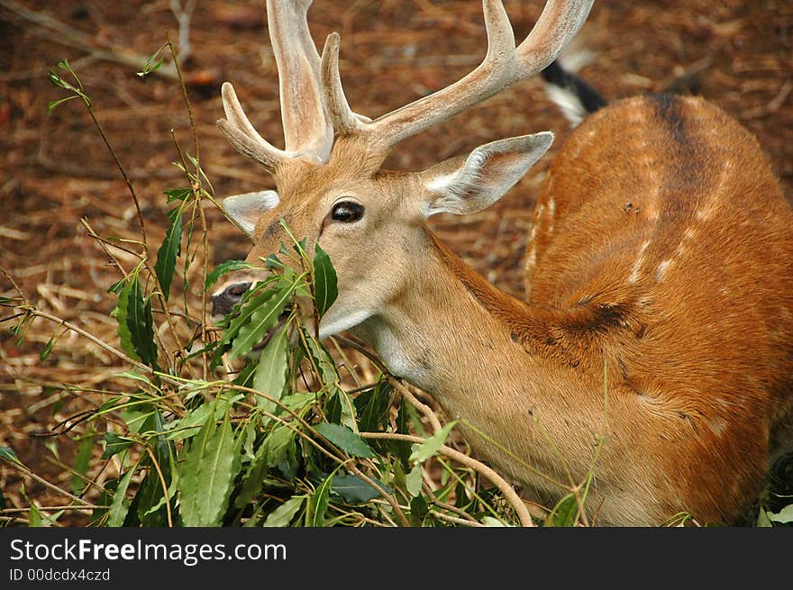 Close-up shot of a deer in a forest. Close-up shot of a deer in a forest