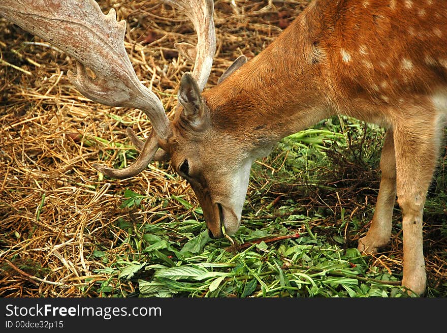 Close-up shot of a deer in a forest. Close-up shot of a deer in a forest