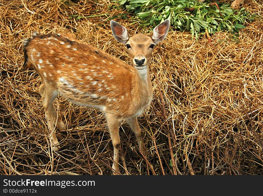 Close-up shot of a deer in a forest. Close-up shot of a deer in a forest