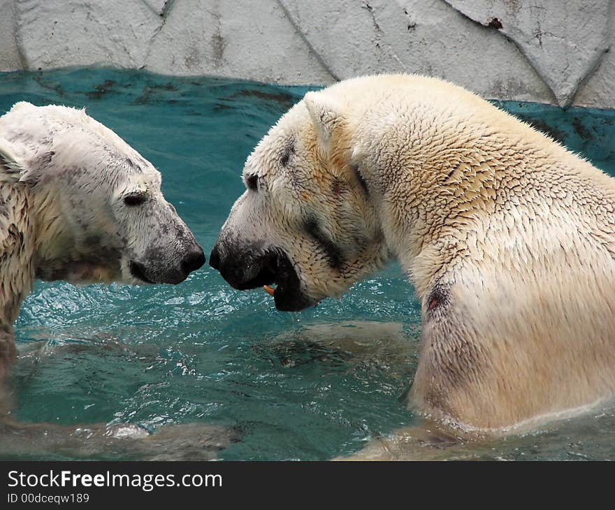 2 polar bears playing in a pool in a zoo.