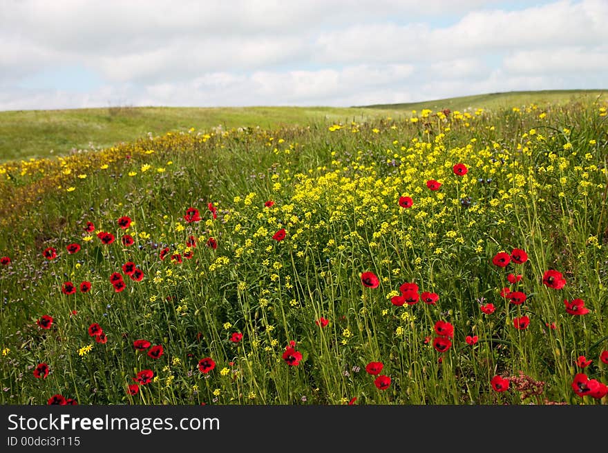 Wild flowers in the spring steppe