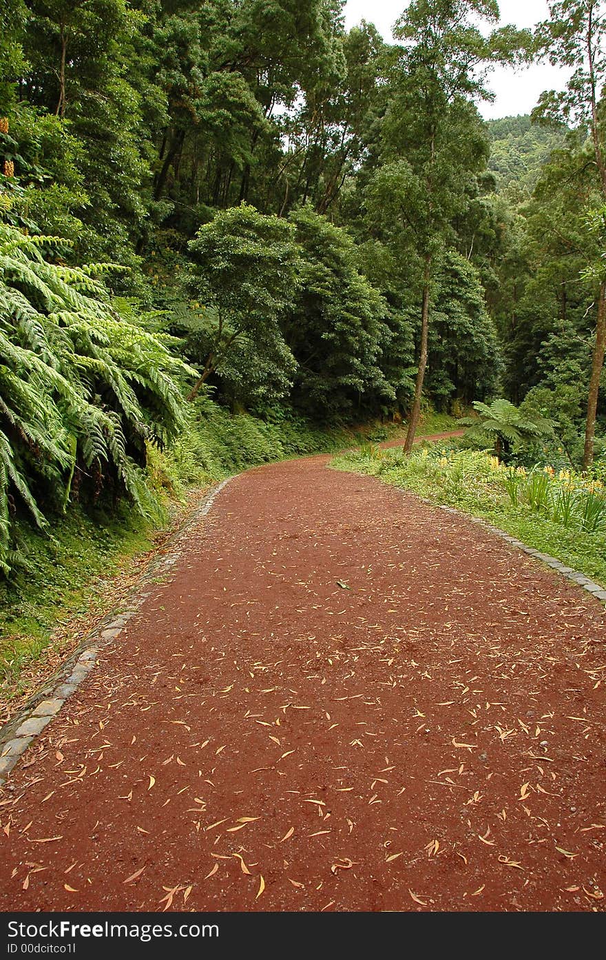 Path leading through a forested area of an Island. Path leading through a forested area of an Island