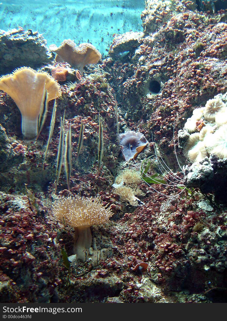 Underwater series - closeup shots of coral and fish