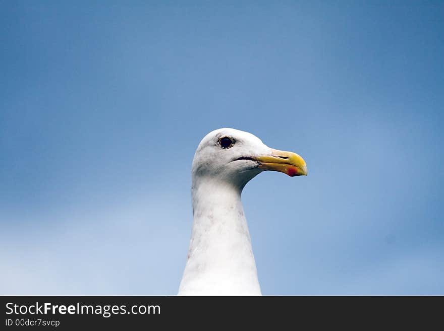 Close up of a seagull