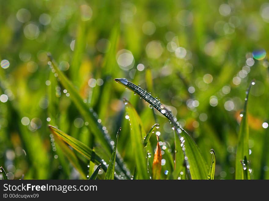 Green grass with many drops on spring