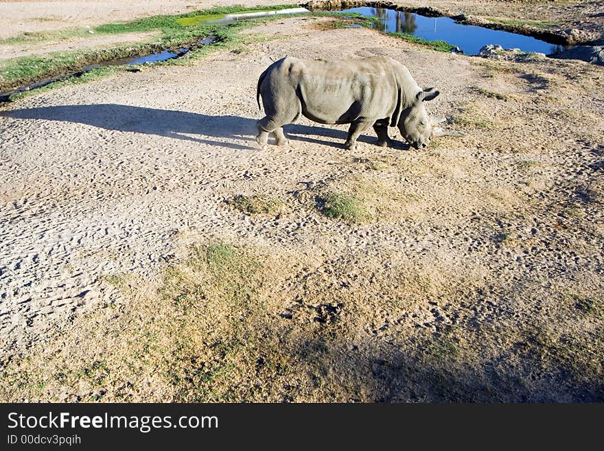 White rhinoceros