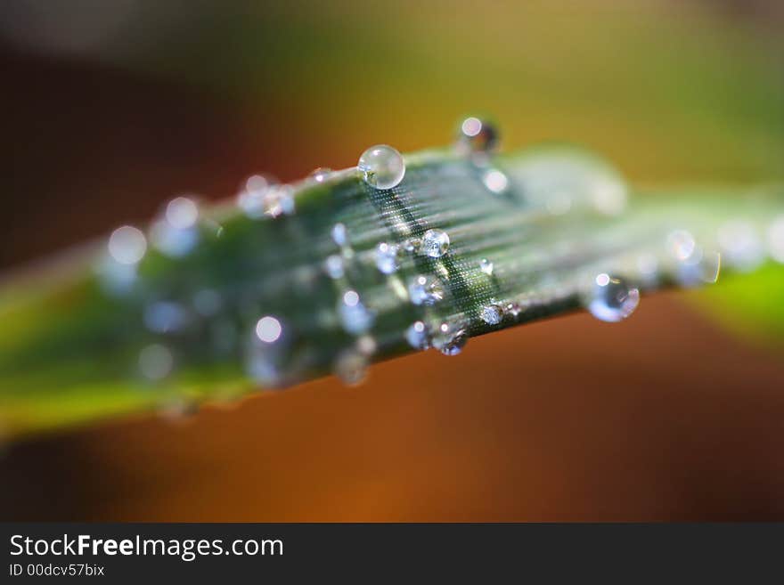 Stalk of green grass with many drops. Stalk of green grass with many drops