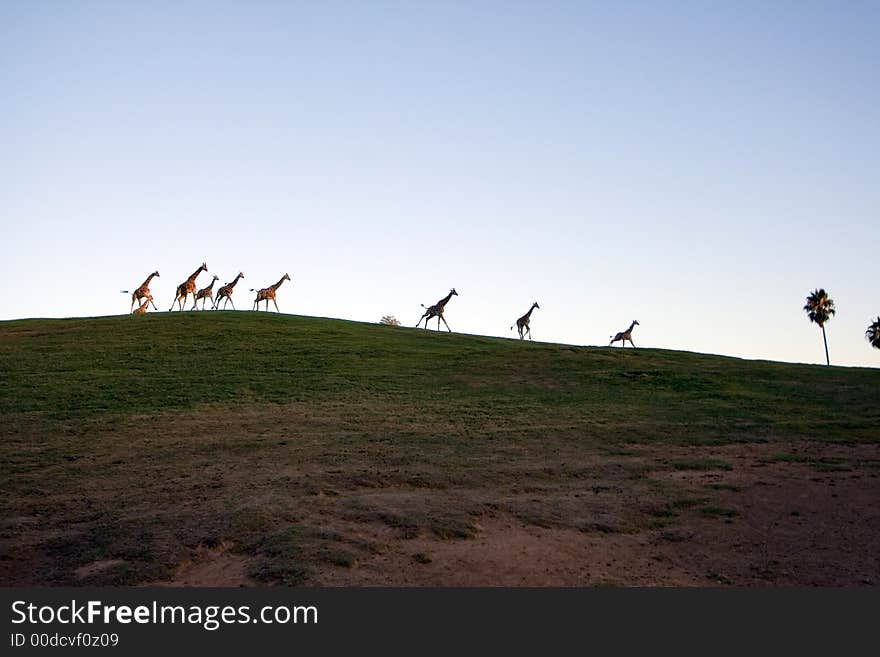 Giraffe family - together at dusk