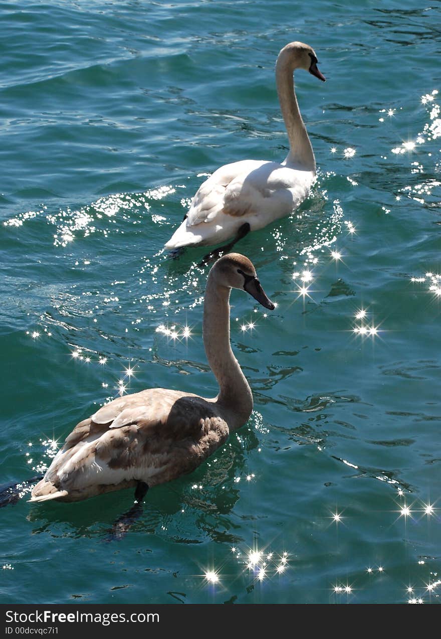 White swans  swimming on Beautiful Ontario lake