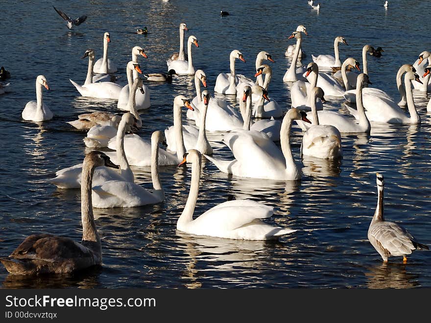 Swan Colony