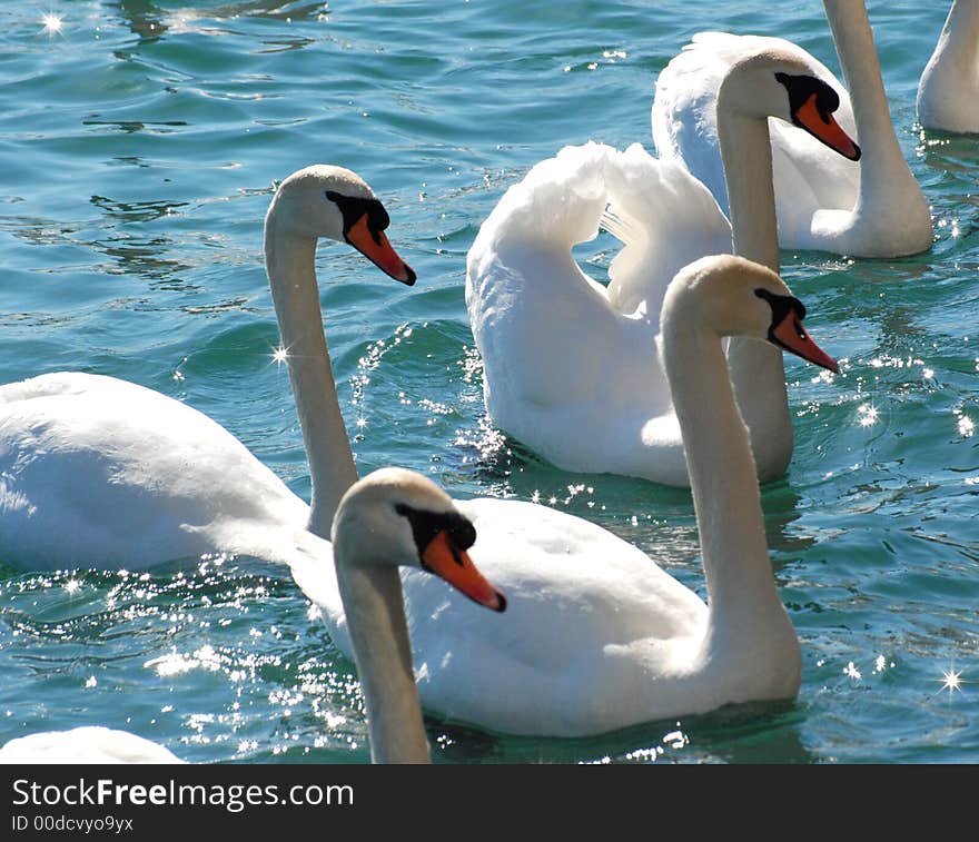 White swans  swimming on Beautiful Ontario lake