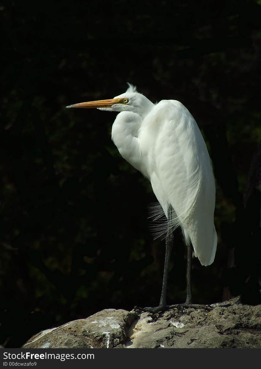 A great heron resting on a rock in the everglades. I darkened the background to allow the detail of the bird to stand out.