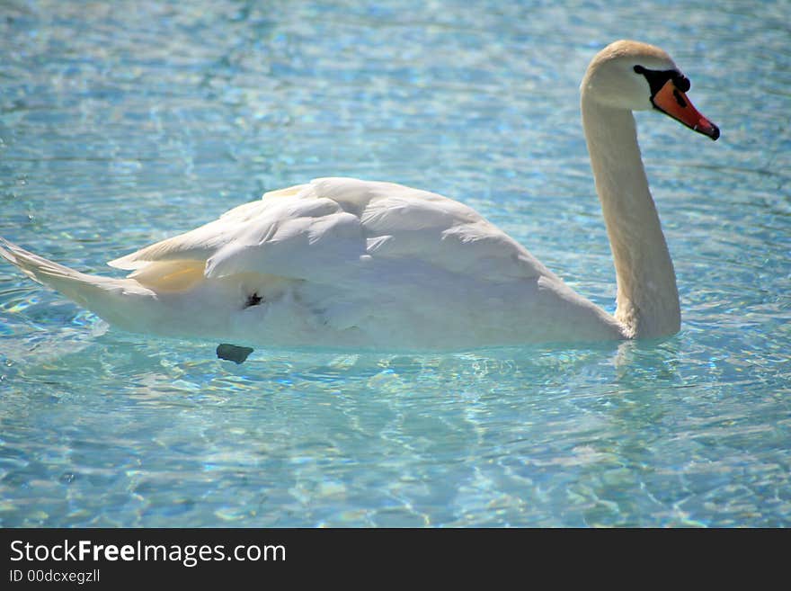 White Swan