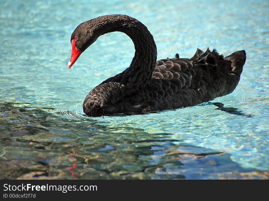 Black Swan