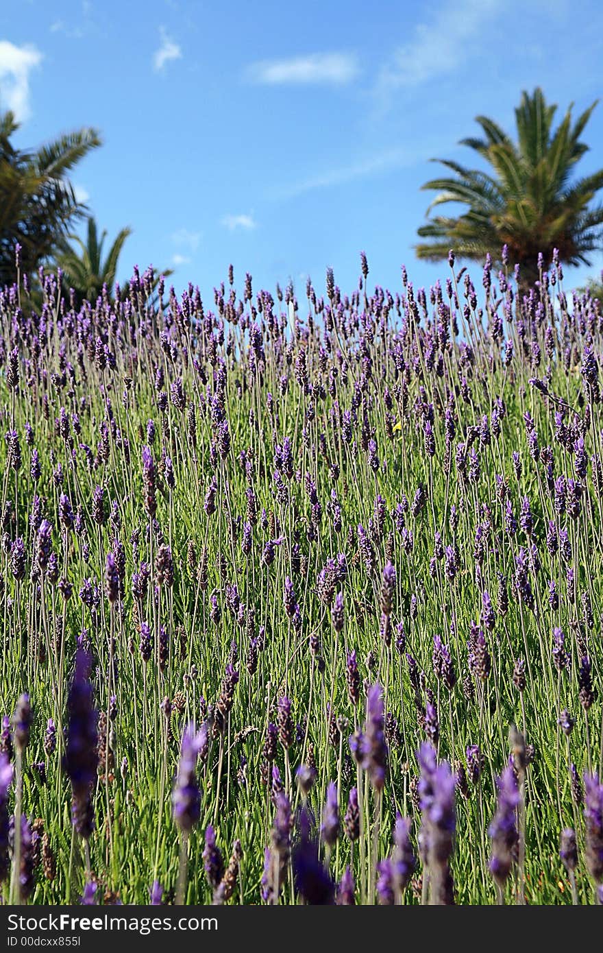 A field of lavender in a blue sky day