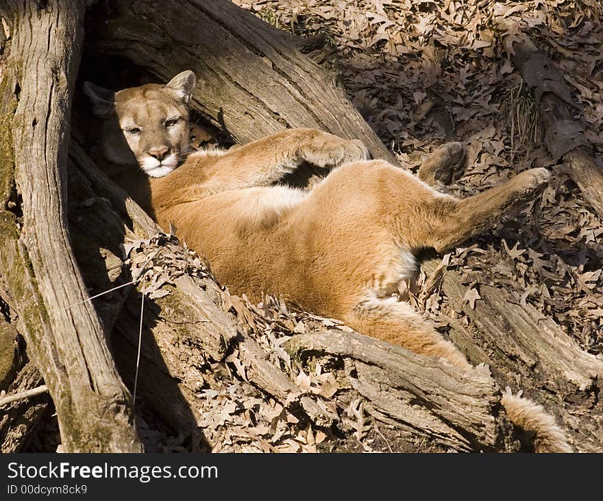 Mountain lion takes a nap