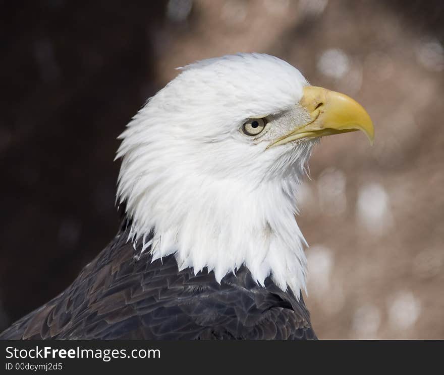 Bald eagle portrait (captive)