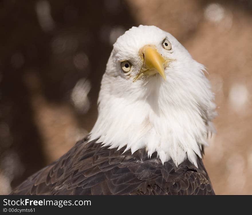 Bald Eagle Portrait (captive)