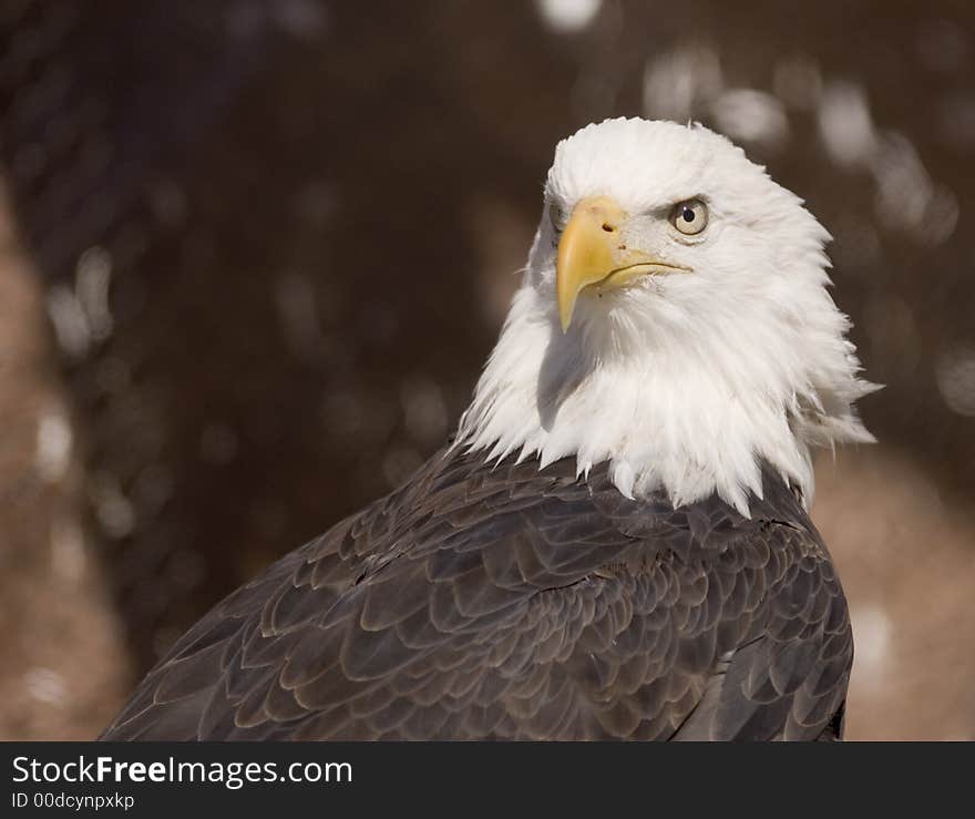 Bald eagle portrait (captive)