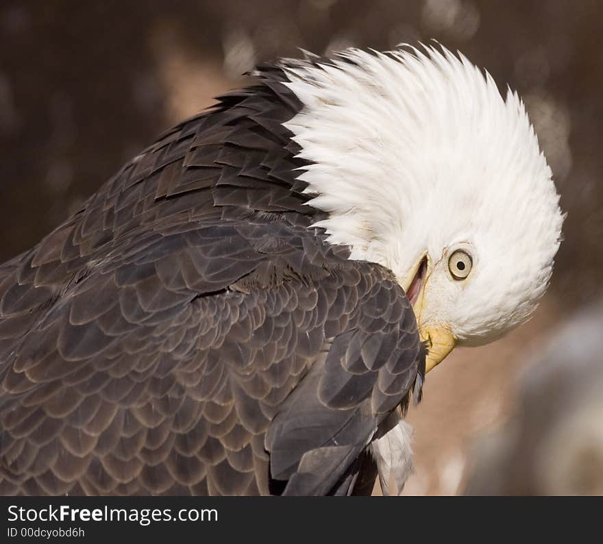 Bald eagle portrait (captive)