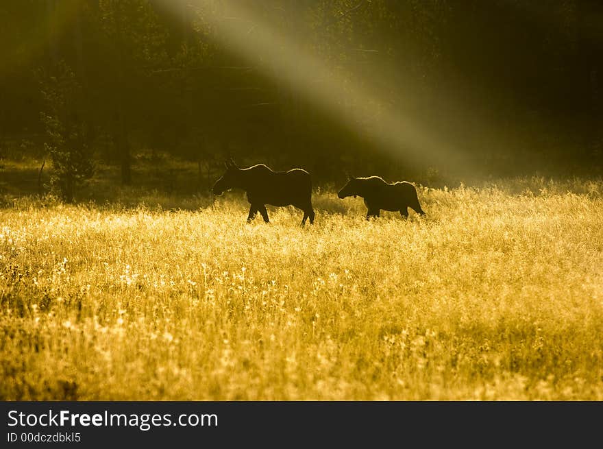 A moose and its calf are silhouetted in an open meadow at first light on a hazy morning in Yellowstone. A moose and its calf are silhouetted in an open meadow at first light on a hazy morning in Yellowstone